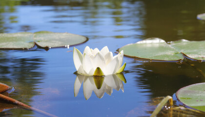 White_Lotus_Calm_Water_Reflection_4X_V2