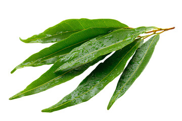 Fresh Green Bay Leaves with Water Droplets