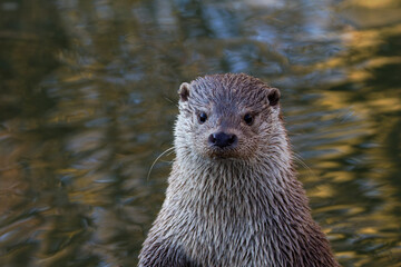 Close-up portrait of a wet river otter looking at camera with rippled water background, natural light, shallow depth of field, wildlife photography.
