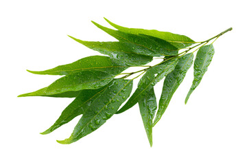 Fresh Neem Leaves with Water Droplets