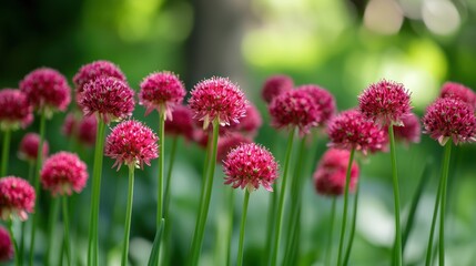 Obraz premium Group of allium flowers with magenta color, green stem in bright light