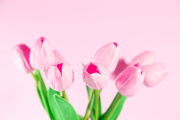Obraz premium Bouquet of pink tulips on a pink background.