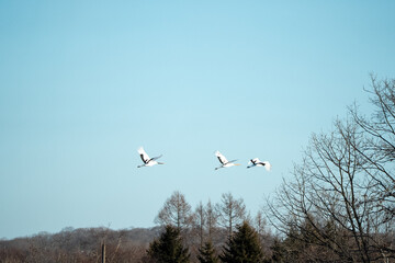 Fototapeta premium Japan,Hokkaido,Kushiro,Red-crowned Crane,Japanese Crane