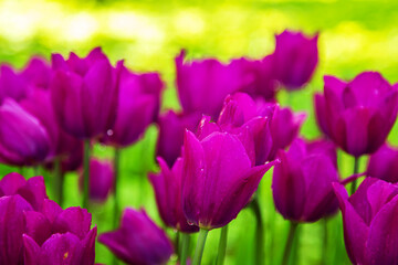Obraz premium Blooming purple tulips in the park. Tulip festival.