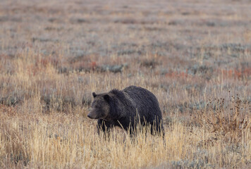 Grizzly Bear in Grand Teton National Park Wyoming in Autumn