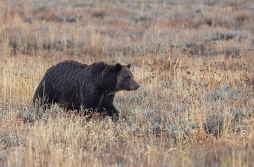 Grizzly Bear in Grand Teton National Park Wyoming in Autumn