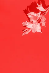 Minimal style floral composition made of white gladiolus flower bunch on sunlit background with shadow. A natural aeshtetic. Toned effect © Androlia