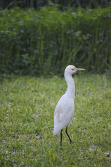 Cattle egret standing in green field in natural habitat
