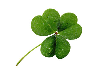 Four Leaf Clover on White Background
