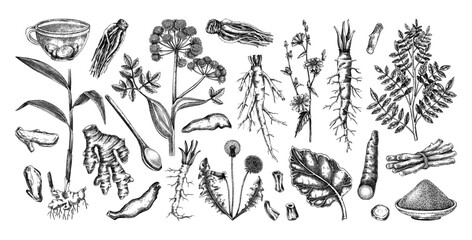Obraz premium Traditional medicinal herbs roots hand drawn vector illustrations. Digestive and detox plants sketches set for herbal suppliments, apothecary, wellness branding. NoT AI generated.
