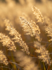 Fototapeta premium Golden Grass In Sunlight With Soft Focus On Seed Heads In A Natural Field Setting