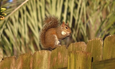 Gray american squirrel  eats acorn on a fence, closeup © natalya2015