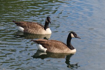Fototapeta premium Canadian geese swimming on the pond in Florida nature, closeup