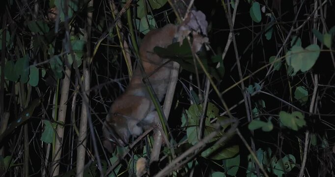 Bengal slow loris climbing through dense jungle branches at night. Rare nocturnal primate behavior and wildlife conservation concept.