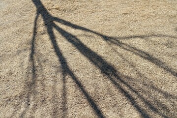 秋の芝生に映る木の影