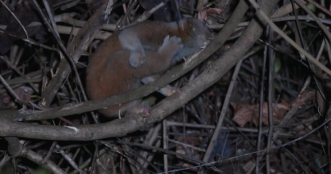 Bengal slow loris navigating through tangled branches in dark tropical forest. Rare nocturnal primate behavior and biodiversity conservation.