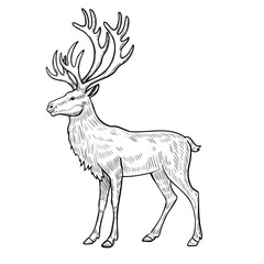 Obraz premium Arctic Reindeer vector illustration in engraving style. Hand drawn caribou with antlers painted by black inks on isolated background. Linear drawing of Deer for tundra and forest wildlife design.