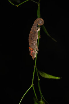 Short-nosed Deceptive Chameleon (Calumma fallax) Climbing Vertical Stem at Night in Madagascar