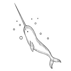 Arctic narwhal with long tusk vector illustration in engraving style. Hand drawn marine cetacean painted by black inks on isolated background. Linear drawing of sea or ocean animal. © Alisles