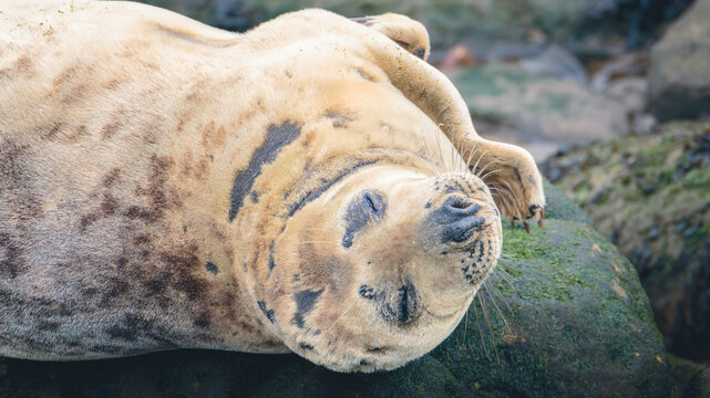 Harbour or Common Seals, Phoca vitulina, napping on the rocks at low tide, St Mary's Island, Whitley Bay, February 2026