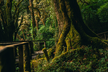 Forest tree moss root nature jungle wood trail path green forest trail nature landscape with moss covered tree root and wooden path walkway in lush green jungle calm serene atmosphere © Thitongpi