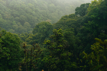 Obraz premium Lush forest green tree dense foliage mountain slope morning mist nature landscape tropical forest natural background foggy valley peaceful scene, tranquil morning atmosphere over dense green