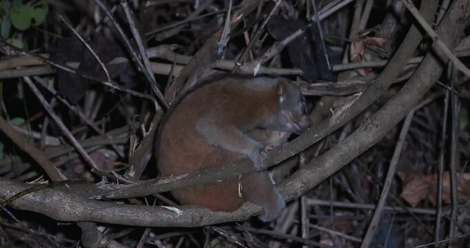 Bengal slow loris sitting on tree branch in dark forest at night. Rare nocturnal primate behavior and wildlife conservation.