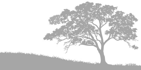 Fototapeta premium A solitary tree standing on a gently sloping hillside landscape