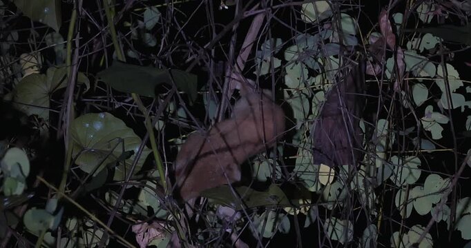 Bengal slow loris climbing through dense tropical foliage at night. Rare nocturnal wildlife behavior and biodiversity conservation.