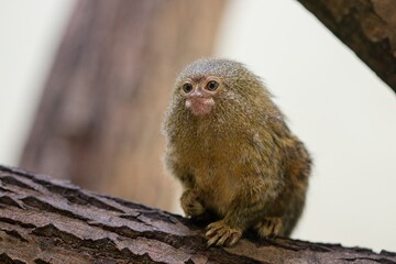 Pygmy marmoset