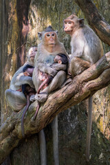 Macaque monkeys family portrait with mother and newborn baby in a tree in Angkor, Cambodia