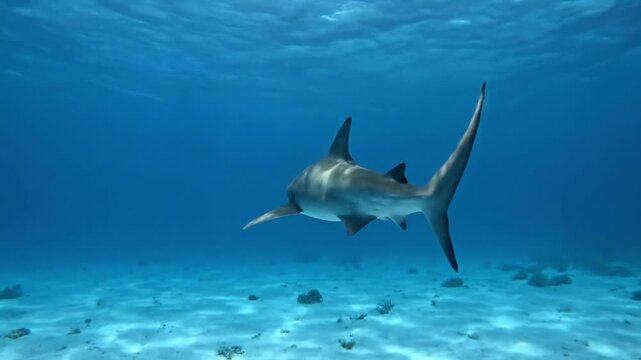Thresher Shark Swimming in Blue Ocean Water Underwater View