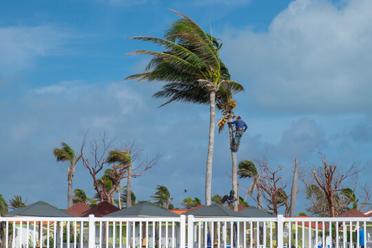 Professional climber on coconut tree trunk picking ripe coconuts on sunny windy day.