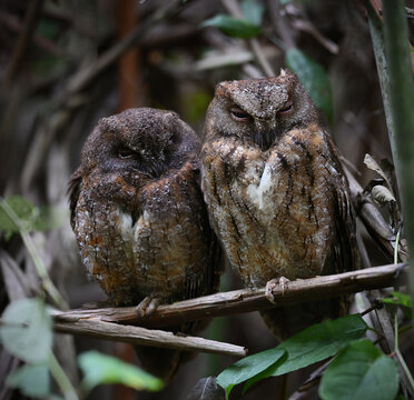 Pair of Torotoroka Scops-Owls (Otus rutilus) Perched in Madagascar Forest