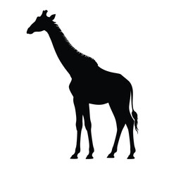 A striking silhouette of a giraffe standing in profile against white © MD.ABDUR RAHMAN