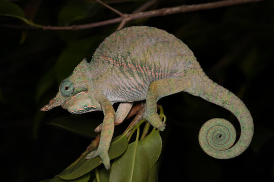 Two-banded Chameleon (Furcifer balteatus) at Night on Tropical Branch, Madagascar