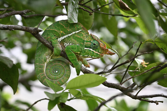 Two-banded Chameleon (Furcifer balteatus) Camouflaged in Green Tree, Madagascar