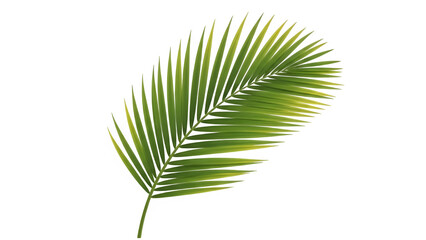 Obraz premium Green palm leaf isolated on transparent background