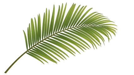 Obraz premium Palm leaf isolated on transparent background green foliage tropical plant element