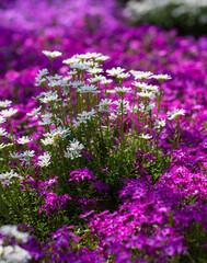 Obraz premium Spring meadow flowers create a soft pattern. Spring close up flowers show fine details. Spring macro flowers highlight natural beauty. Spring fresh blossoms cover the ground completely.