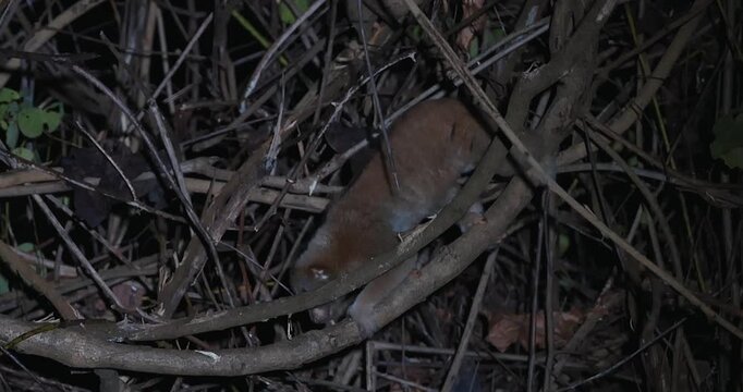 Bengal slow loris crawling through dense forest branches under night sky. Wildlife conservation and nocturnal primate behavior.
