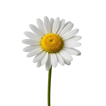 A single white daisy flower on a green stem