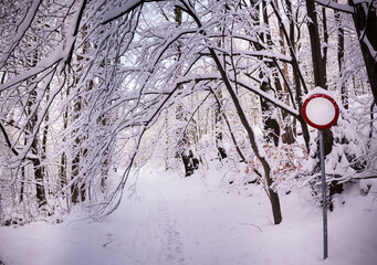 Śnieżny tunel nas parkową aleją z gałęzi pokrytych świeżym śniegiem © kubikactive