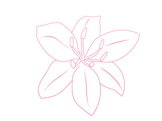 Fototapeta premium Pink Lily Flower