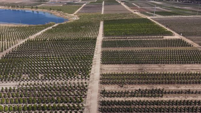 Aerial view of a large commercial tree nursery or plant farm, orderly rows and geometric patterns of potted evergreen trees, with lake in the background 00