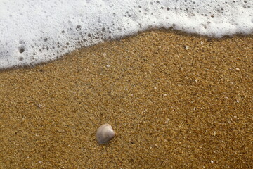 shell on the beach