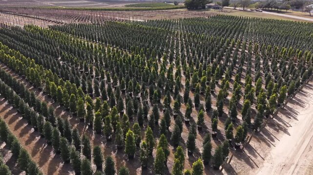 Aerial view of a large commercial tree nursery or plant farm, orderly rows and geometric patterns of potted evergreen trees, with lake in the background