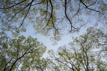 Fresh Spring Green Tree Canopy Against Blue Sky Nature Background