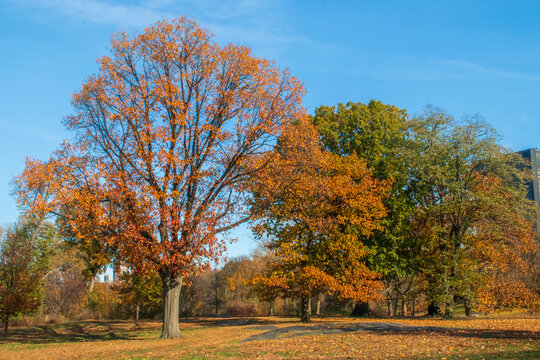 Paisaje oto&ntilde;al del famoso Central Park en New York, EEUU.  &Aacute;rboles con colores oto&ntilde;ales entre Bridge Path y 97th St Transverse en Central Park. Noviembre 2019.
