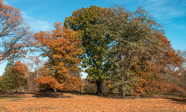Paisaje oto&ntilde;al del famoso Central Park en New York, EEUU.  &Aacute;rboles con colores oto&ntilde;ales entre Bridge Path y 97th St Transverse en Central Park. Noviembre 2019.